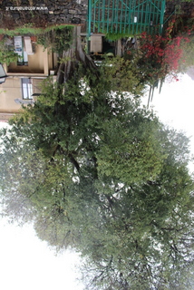 Bagolaro di Monterosso